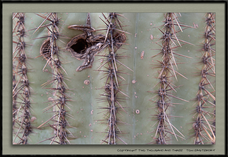 Close_cactus